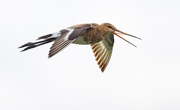 8237 Grutto, Black-tailed Godwit, Eempolder 24-05-2024, 0S1A5778