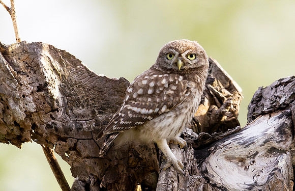 Steenuil juv, Little Owl, Groene Hart 2025