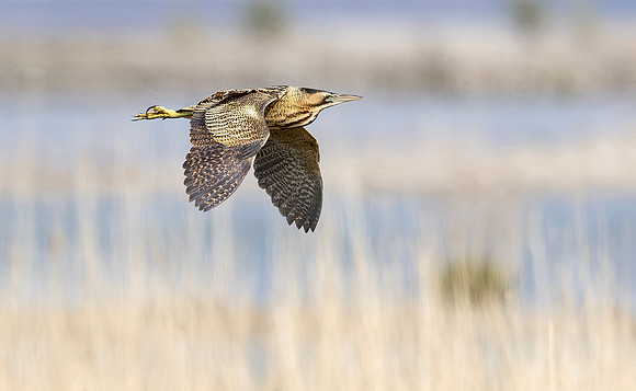 Roerdomp, Eurasian Bittern, Marker Wadden 2024
