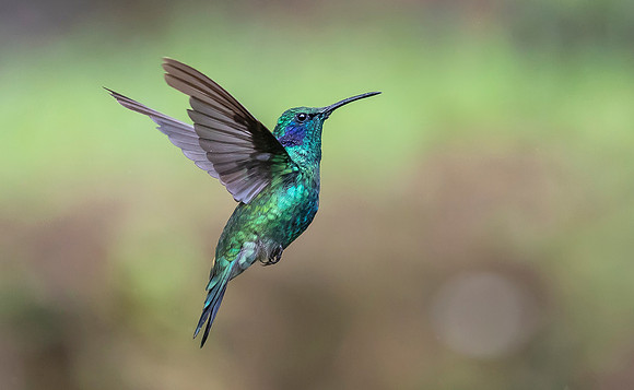Green Violetear, Costa Rica 2022