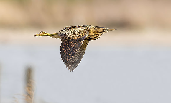 Roerdomp, Eurasian Bittern, Marker Wadden 2024