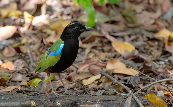 Rainbow Pitta, Darwin, NT, Australia 2016