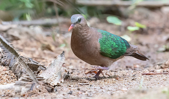 Emerald Dove ♂, Kitulgala Sri Lanka 2019