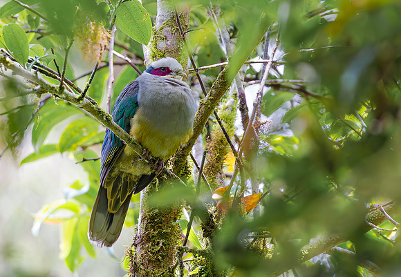 Red-eared Fruit Dove, Lore Lindu Ntl Park Sulawesi, 27-09-2018, S1A2535 def rec X
