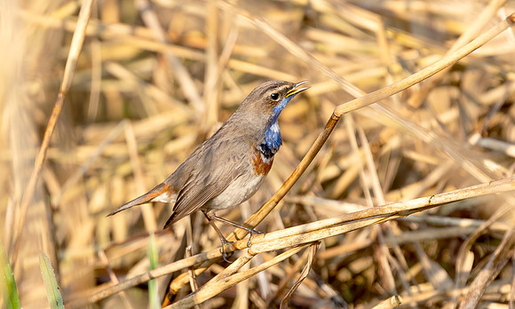 Blauwborst ♂, balts, Bluethroat courtship, Waverhoek 2017