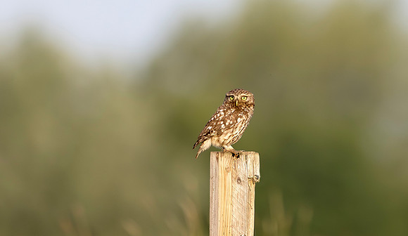 9250 Steenuil, Little Owl, Groene Hart 19-06-2025, 0S1A2245