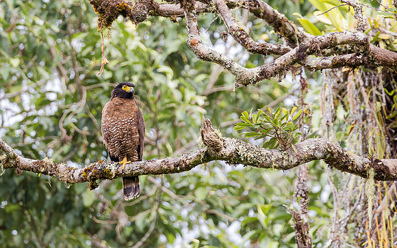 8854 Sulawesi Serpent Eagle, Lore Lindu Reserve 27-09-2018, S1A2145 def rec X