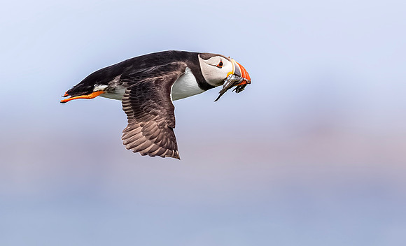 Papegaaiduiker, Atlantic Puffin, Farne Isles 2019