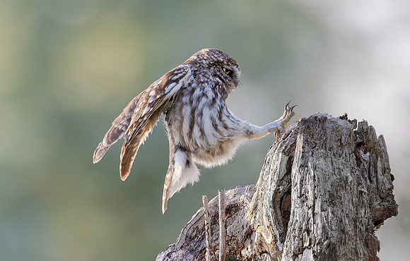 Steenuil, Little Owl, Groene Hart 2025