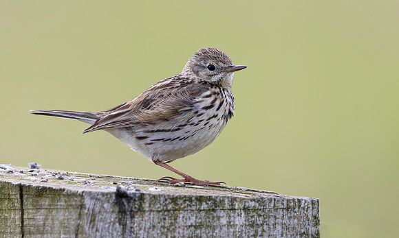 Graspieper, Meadow Pipit, Eempolder 2024