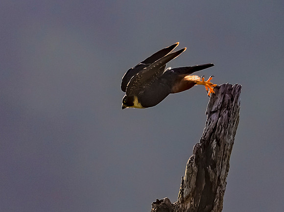 Bat Falcon, Costa Rica 2022