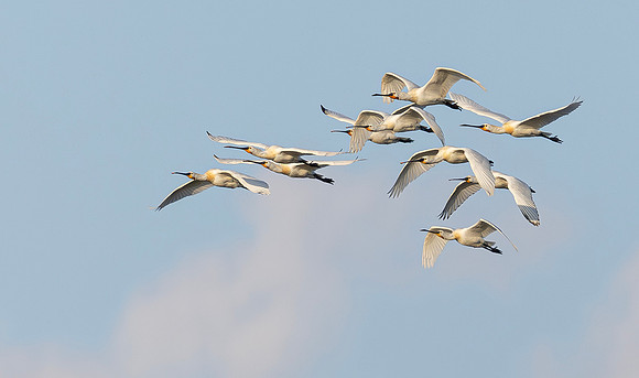 Lepelaar, Eurasian Spoonbill, Marker Wadden 2024