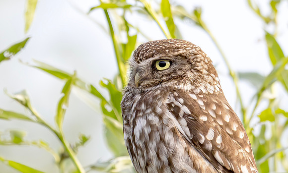 Steenuil ♀, Little Owl, Groene Hart 2025
