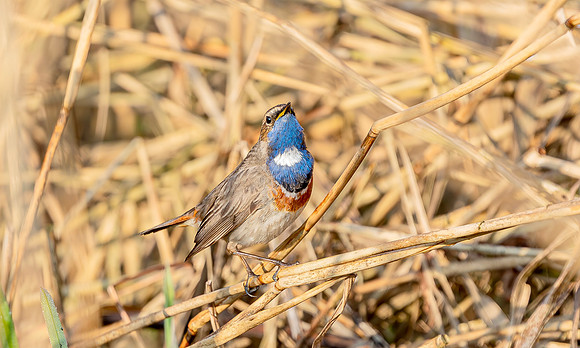 Blauwborst ♂, balts, Bluethroat courtship, Waverhoek 2017