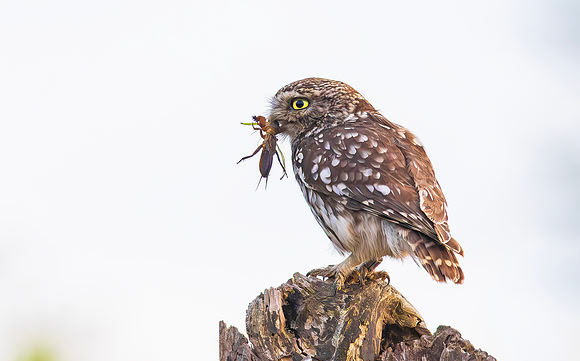 Steenuil, Little Owl, Groene Hart 2025