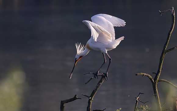 Lepelaar, Eurasian Spoonbill, Blauwe Kamer 2024