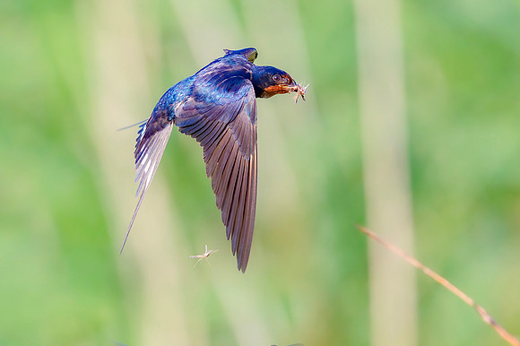 Boerenzwaluw, Barn Swallow, Groene Jonker 2020