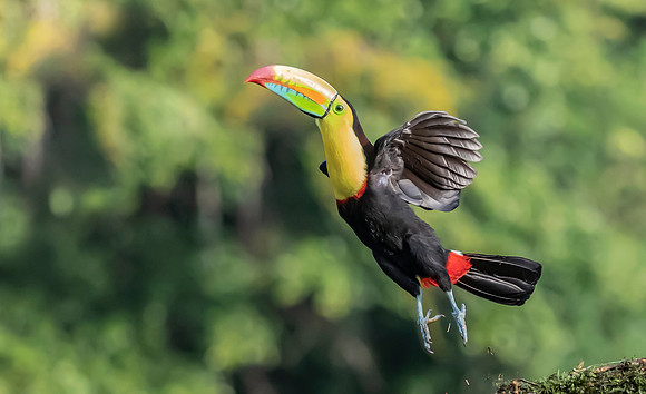 Keel-billed Toucan, Costa Rica 2022