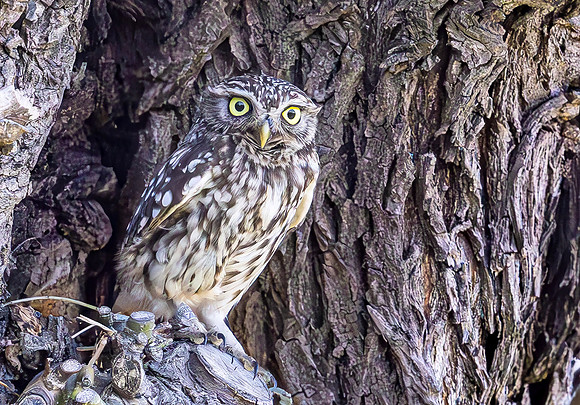 8613 Steenuil, Little Owl, groene hart 2024, 0S1A8891 II