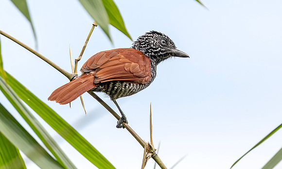 Chestnut-backed Antshrike ♂, Peru 2015