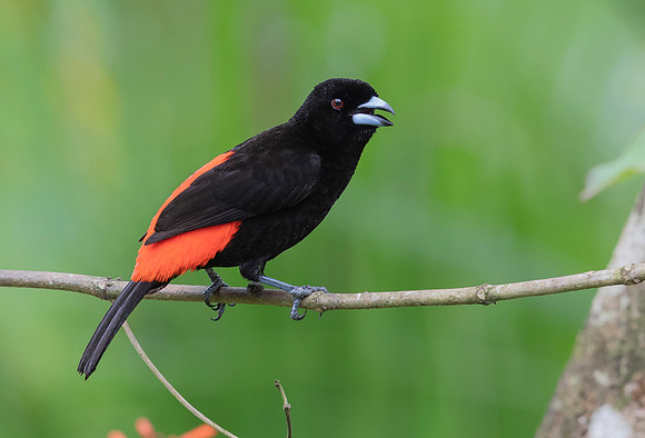 Crimson-rumped Tanager ♂, Costa Rica 2022