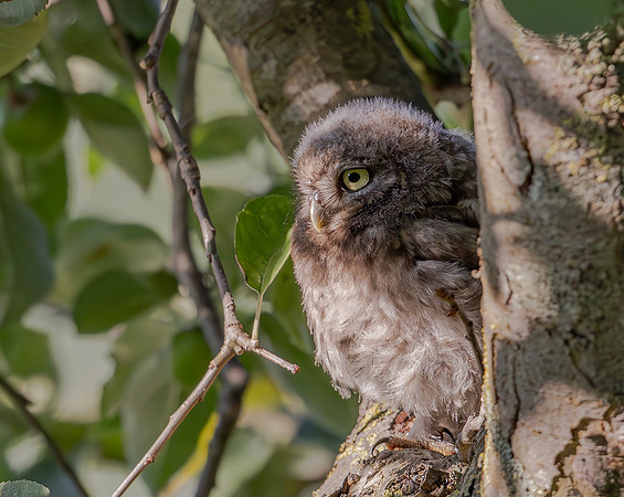 Steenuil juv, Little Owl, Groene Hart, Nederland 2024