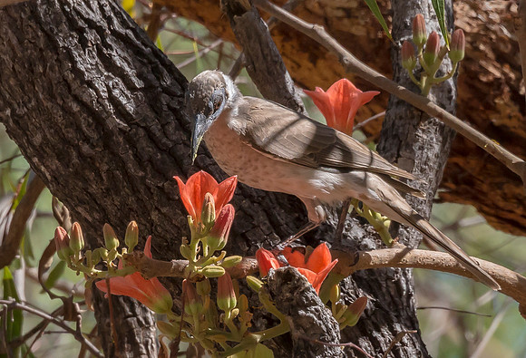Helmeted Friarbird pollinating  Brachychiton paradoxus , NT 2016