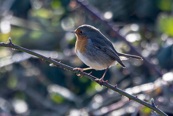 Roodborst bij tegenlicht, European Robin backlit, Waverhoek 18-02-2025, 0S1A7454
