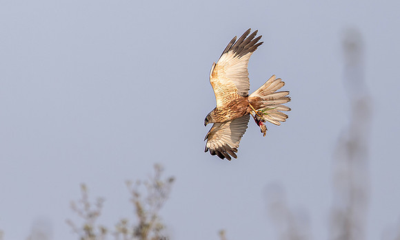 Bruine kiekendief ♂, Marsh harrier, Rietlanden Kockengen 2023