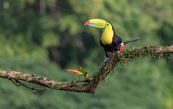 Keel-billed Toucan, Costa Rica 2022