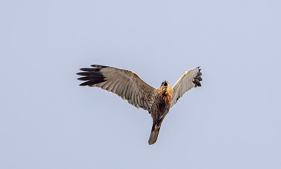 Bruine kiekendief ♂, Marsh harrier, Rietlanden Kockengen 2023