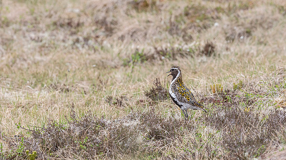 Goudplevier, Golden Plover, Storlien, Jämtland 2022
