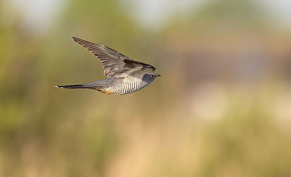 Koekoek, Common Cuckoo, Waverhoek 2024