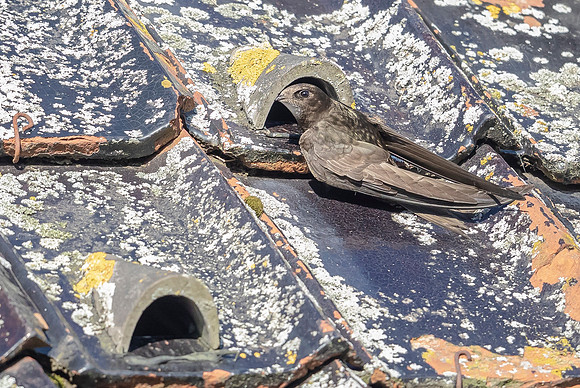 Gierzwaluw, Common Swift, Heeg 23-06-2022, 16A2122