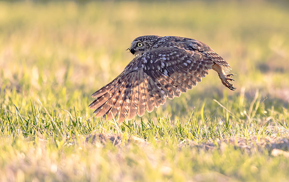 Steenuil, Little Owl, Groene Hart 2024