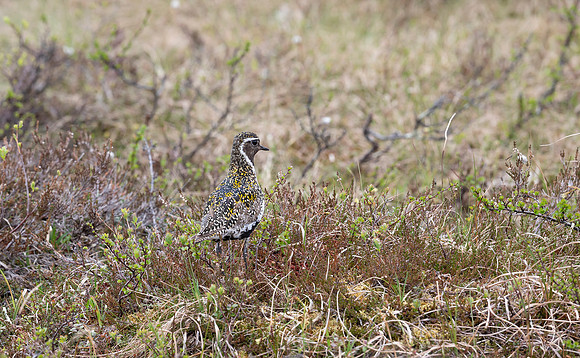 Goudplevier, Golden Plover, Storlien, Jämtland 2022