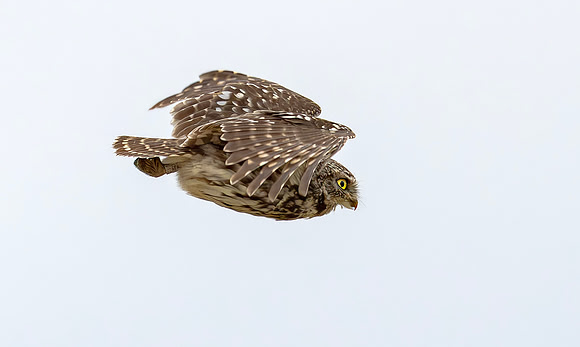 Steenuil, Little Owl, Groene Hart, Nederland 2024