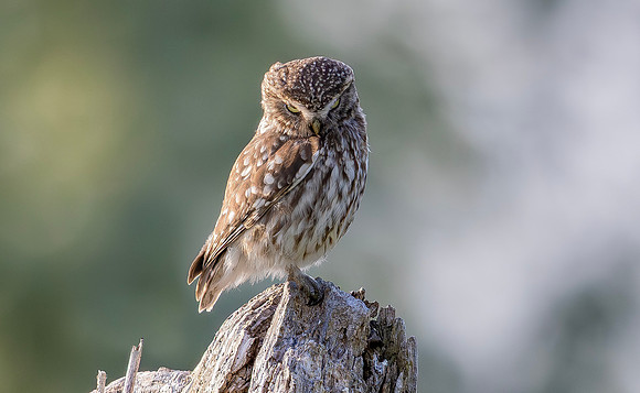 Steenuil ♀, Little Owl, Groene Hart 2025