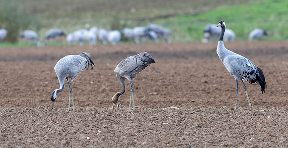 8763 Kraanvogel, omgeving Lac du Der Chantecoq 05-11-2019,16A0482 def rec X