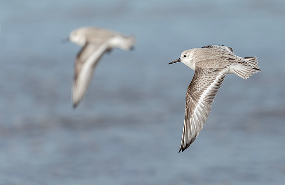 Drieteenstrandloper winter, Sanderling, IJmuiden 2016