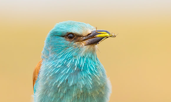 Scharrelaar ♂, European Roller, Campo Lugar, Spain 2019