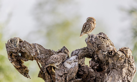 Steenuil ♂, Little Owl, Groene Hart 2025