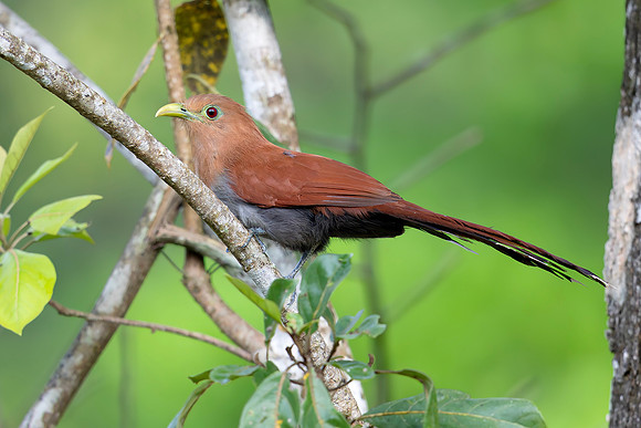 Squirrel Cuckoo, Costa Rica 2022
