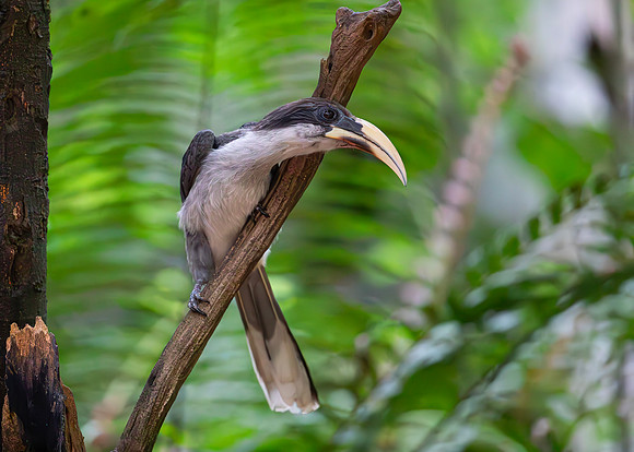 Sri Lanka Grey Hornbill, Sinharaja, Sri Lanka 2019