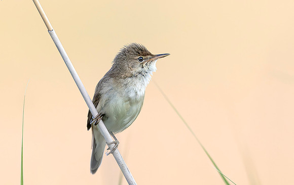 8995 Kleine Karakiet, Reed Warbler, Waverhoek 10-06-2023, 0S1A3151 X
