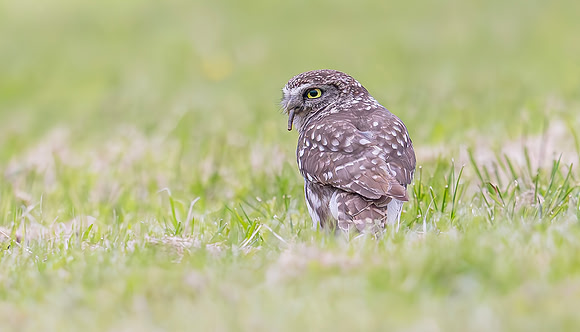 Steenuil, Little Owl, Groene Hart 2024