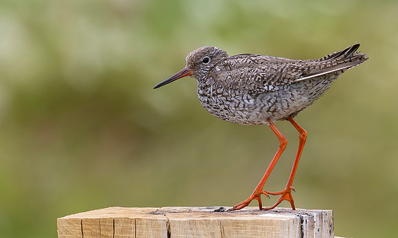 Tureluur, Common Redshank, Bodegraven 2025