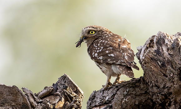 Steenuil, Little Owl, Groene Hart 2025