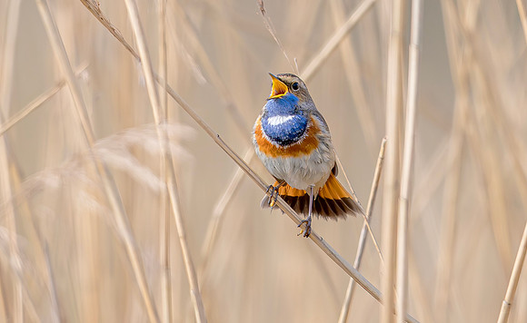 8998 Blauwborst m, Bluethroat. Waverhoek 23-03-2024, 0S1A0957 X