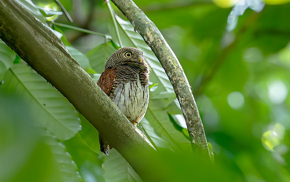Chestnut-backed Owlet, Sri Lanka 2019